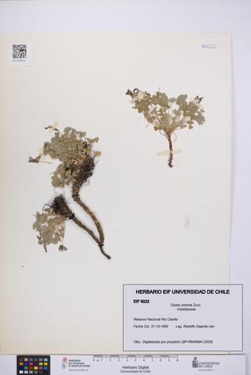 Oxalis cinerea [Espécimen: UCH:EIF:0009222]