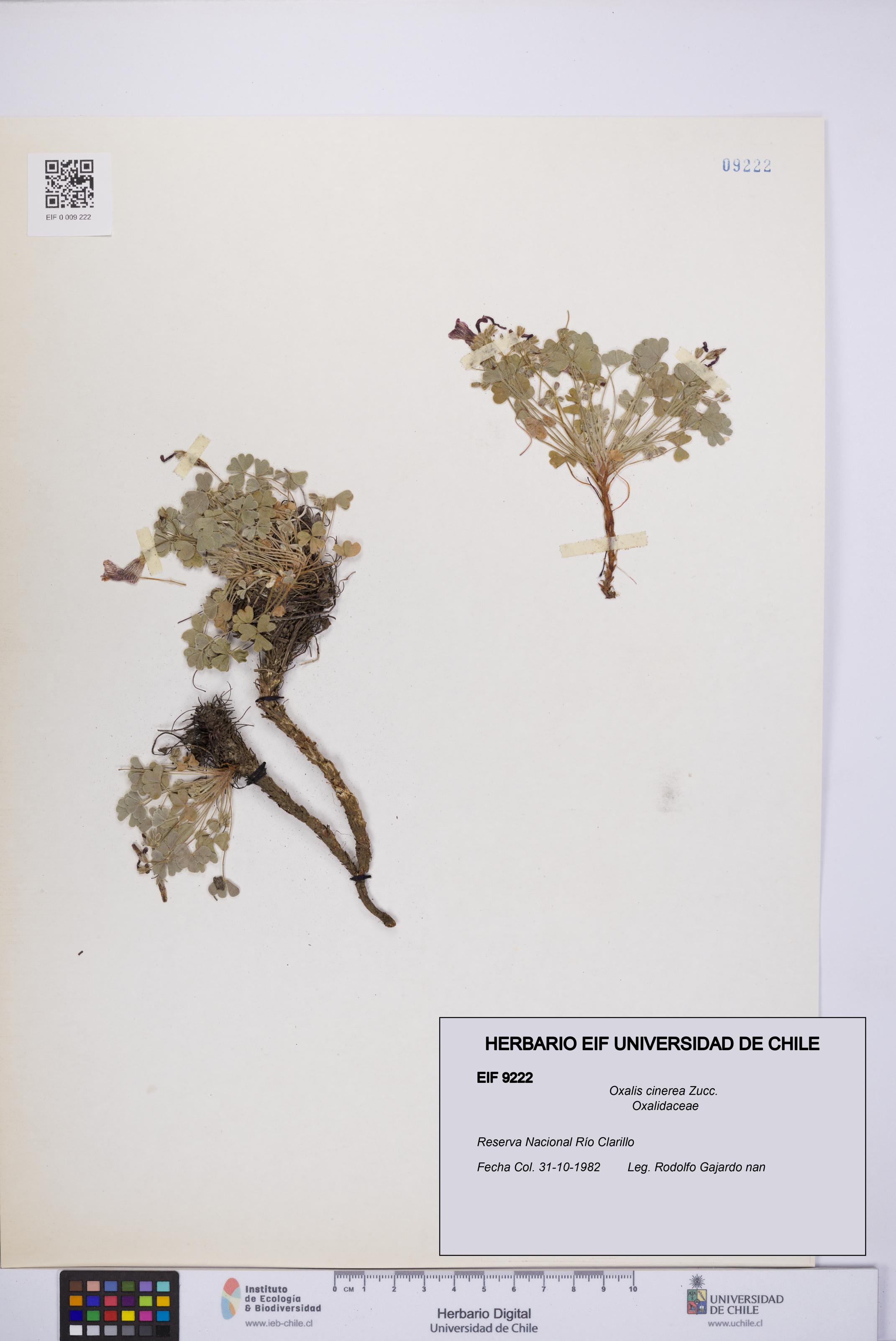 Oxalis cinerea [Espécimen: UCH:EIF:0009222]
