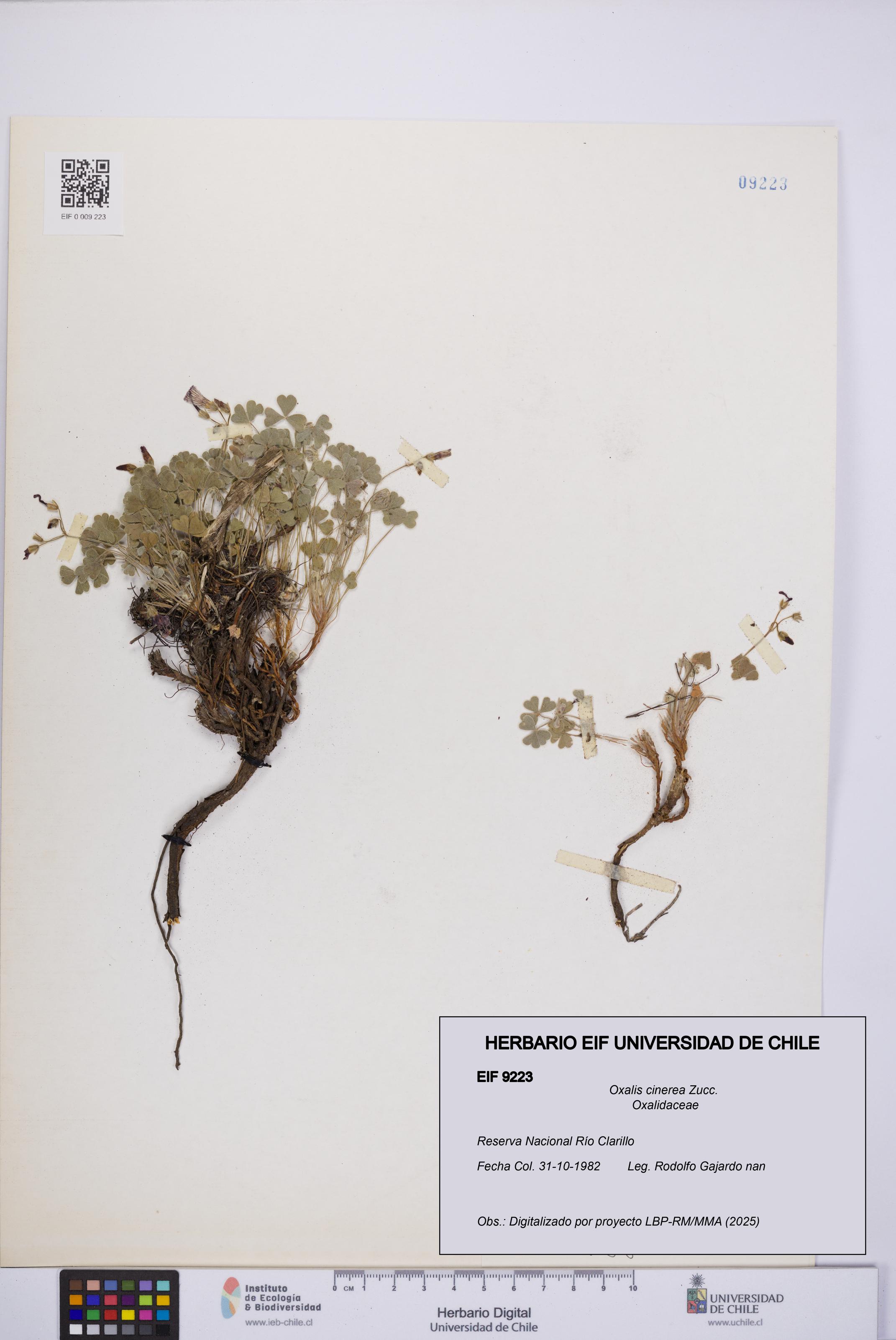 Oxalis cinerea [Espécimen: UCH:EIF:0009223]