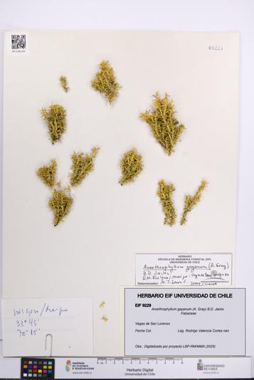 Anarthrophyllum gayanum [Espécimen: UCH:EIF:0009229]