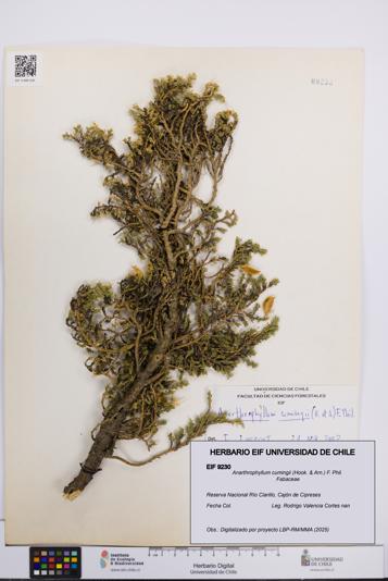 Anarthrophyllum cumingii [Espécimen: UCH:EIF:0009230]