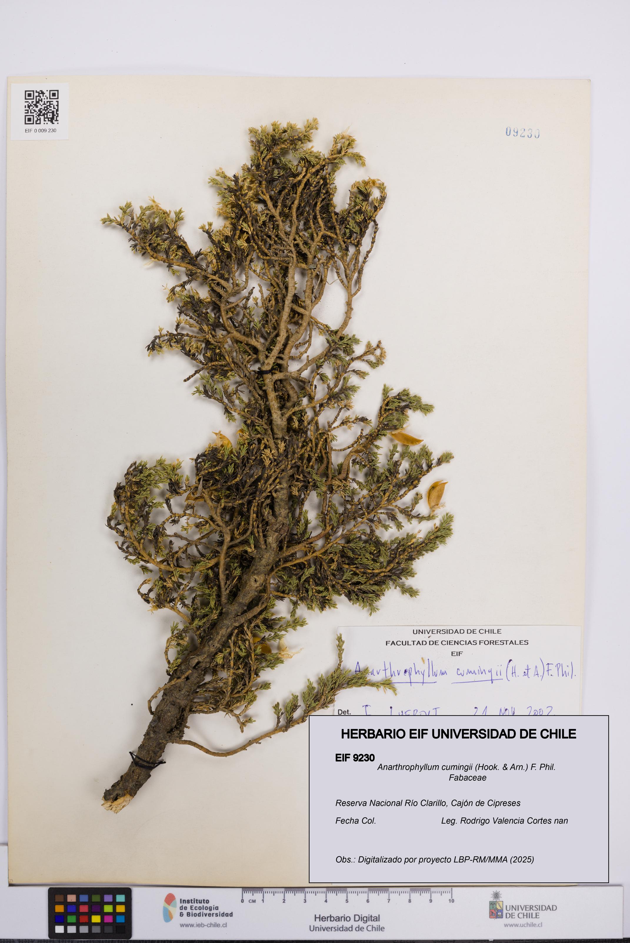 Anarthrophyllum cumingii [Espécimen: UCH:EIF:0009230]
