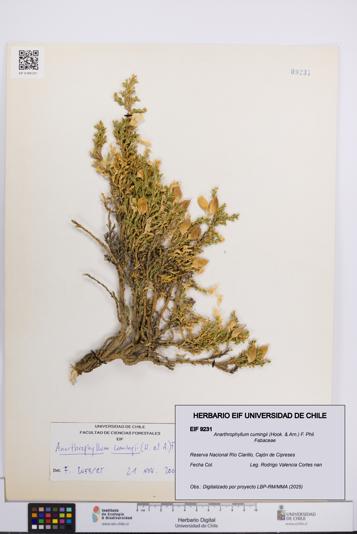 Anarthrophyllum cumingii [Espécimen: UCH:EIF:0009231]