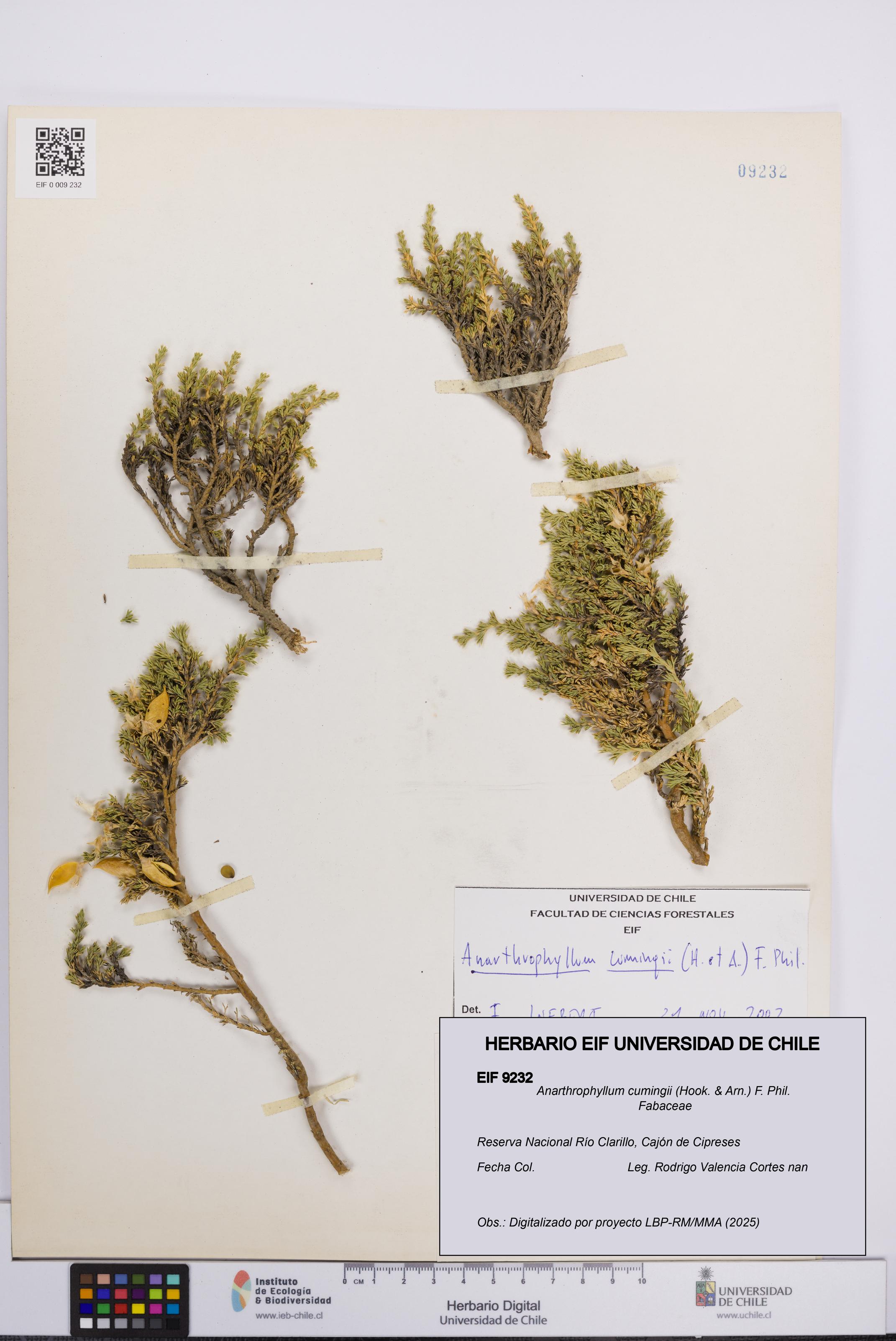 Anarthrophyllum cumingii [Espécimen: UCH:EIF:0009232]