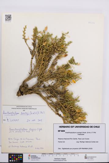 Anarthrophyllum cumingii [Espécimen: UCH:EIF:0009233]