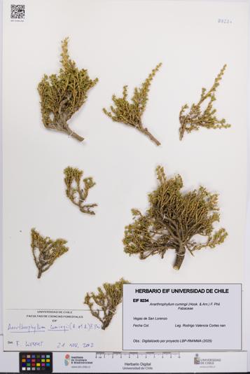 Anarthrophyllum cumingii [Espécimen: UCH:EIF:0009234]