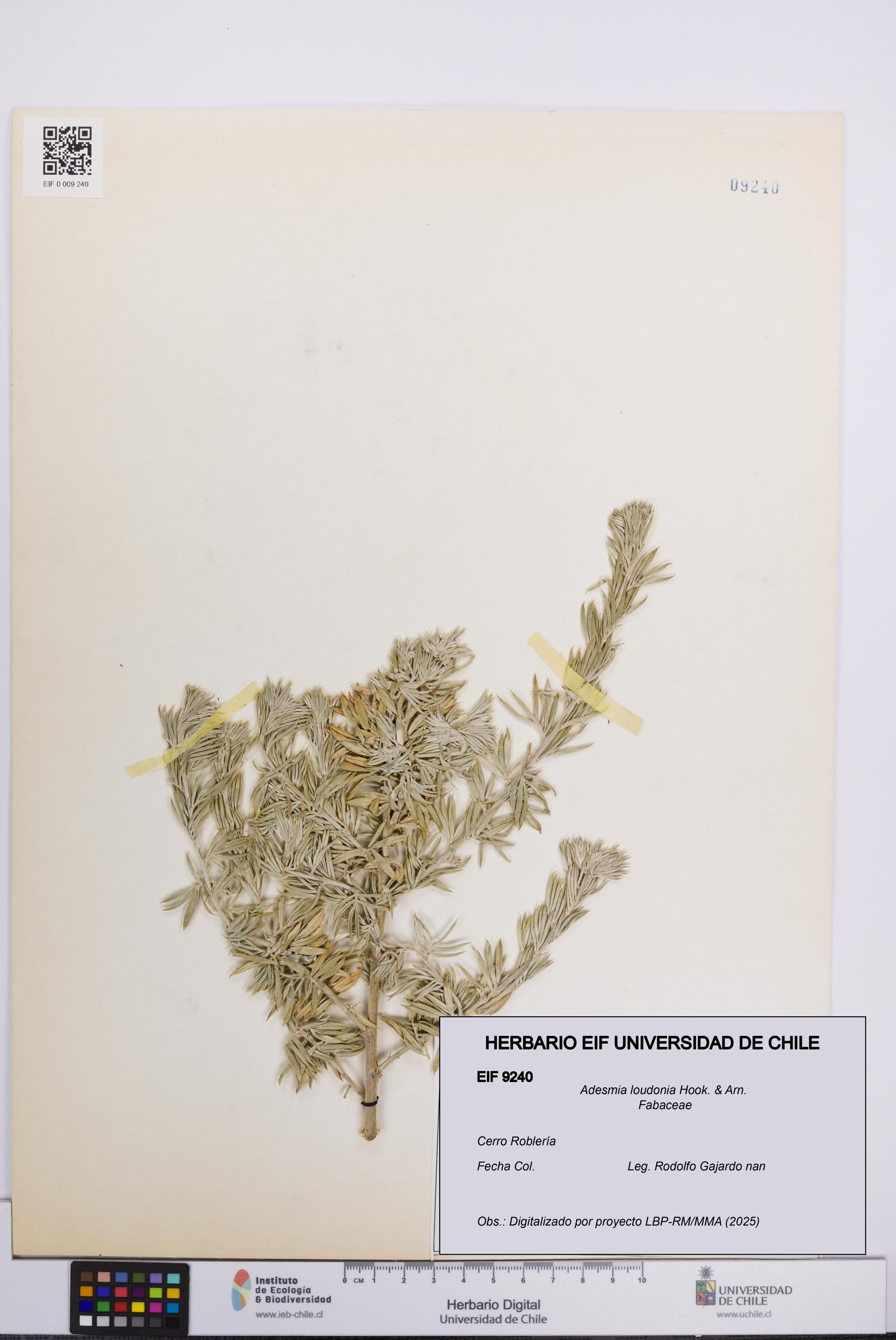 Adesmia loudonia [Espécimen: UCH:EIF:0009240]