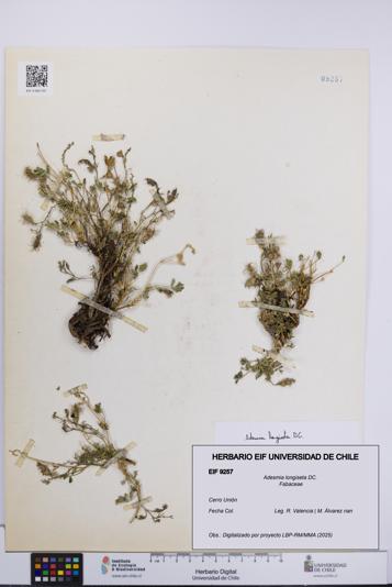 Adesmia longiseta [Espécimen: UCH:EIF:0009257]