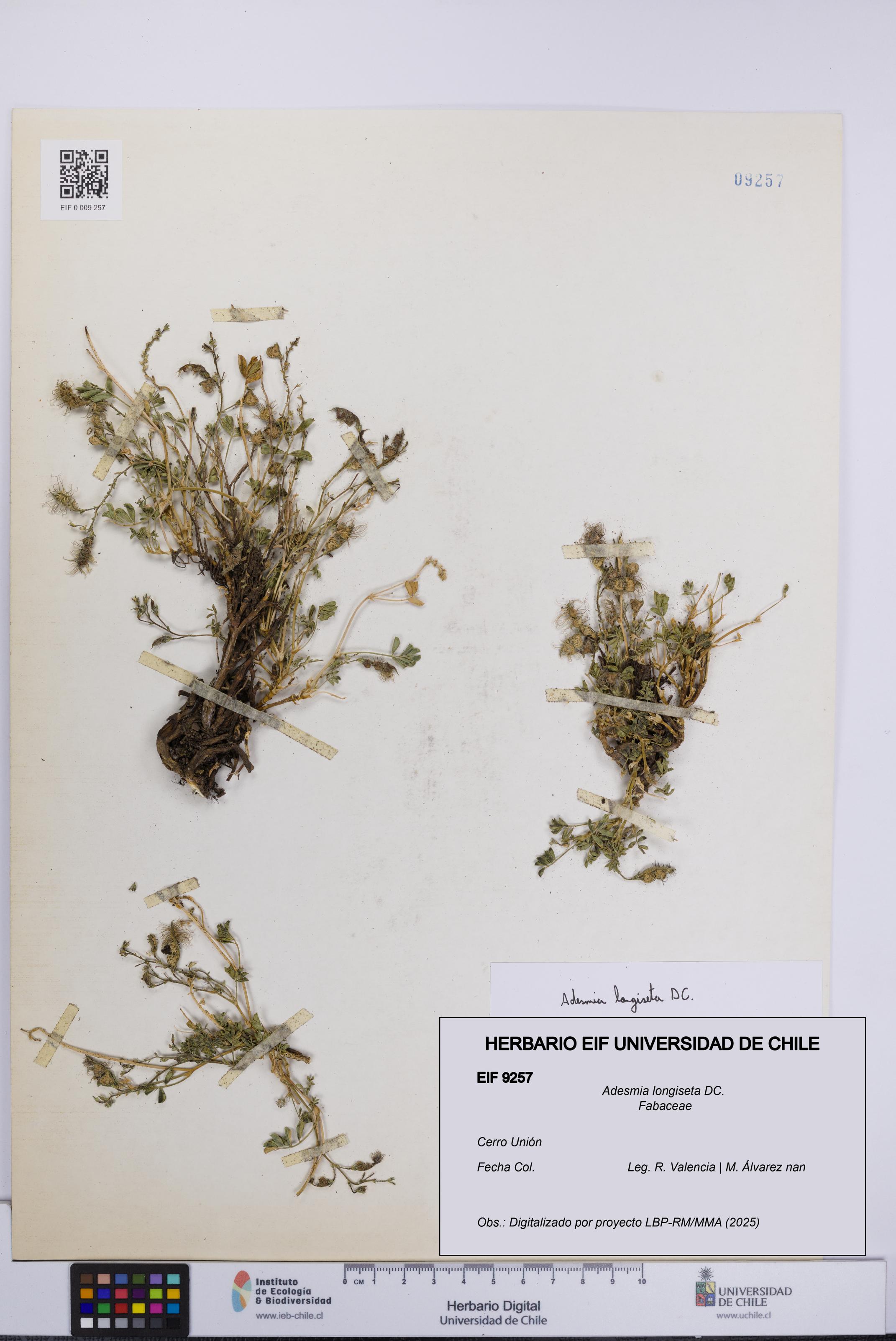 Adesmia longiseta [Espécimen: UCH:EIF:0009257]