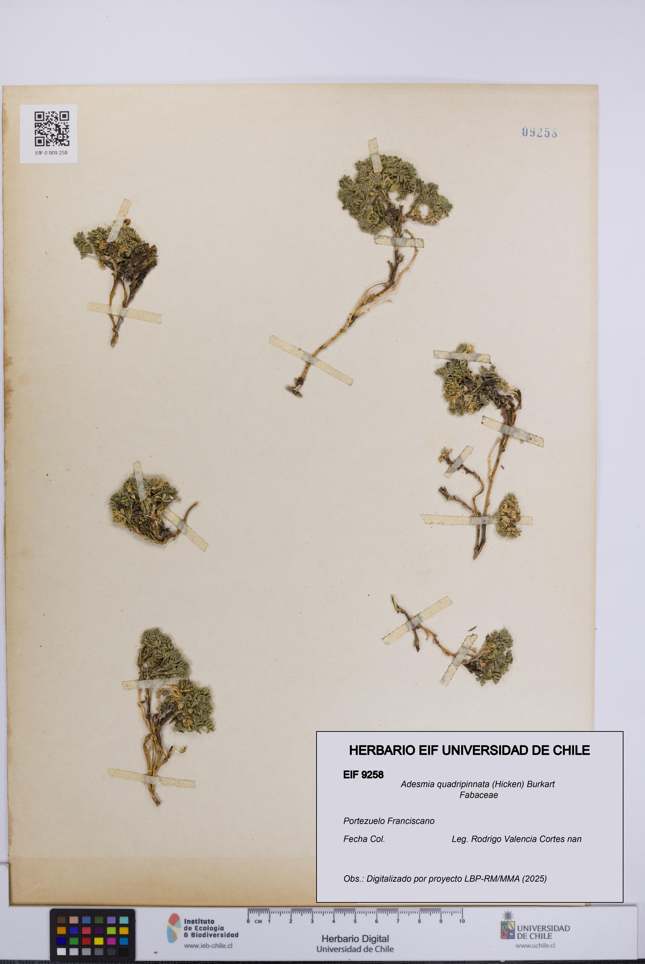 Adesmia quadripinnata [Espécimen: UCH:EIF:0009258]