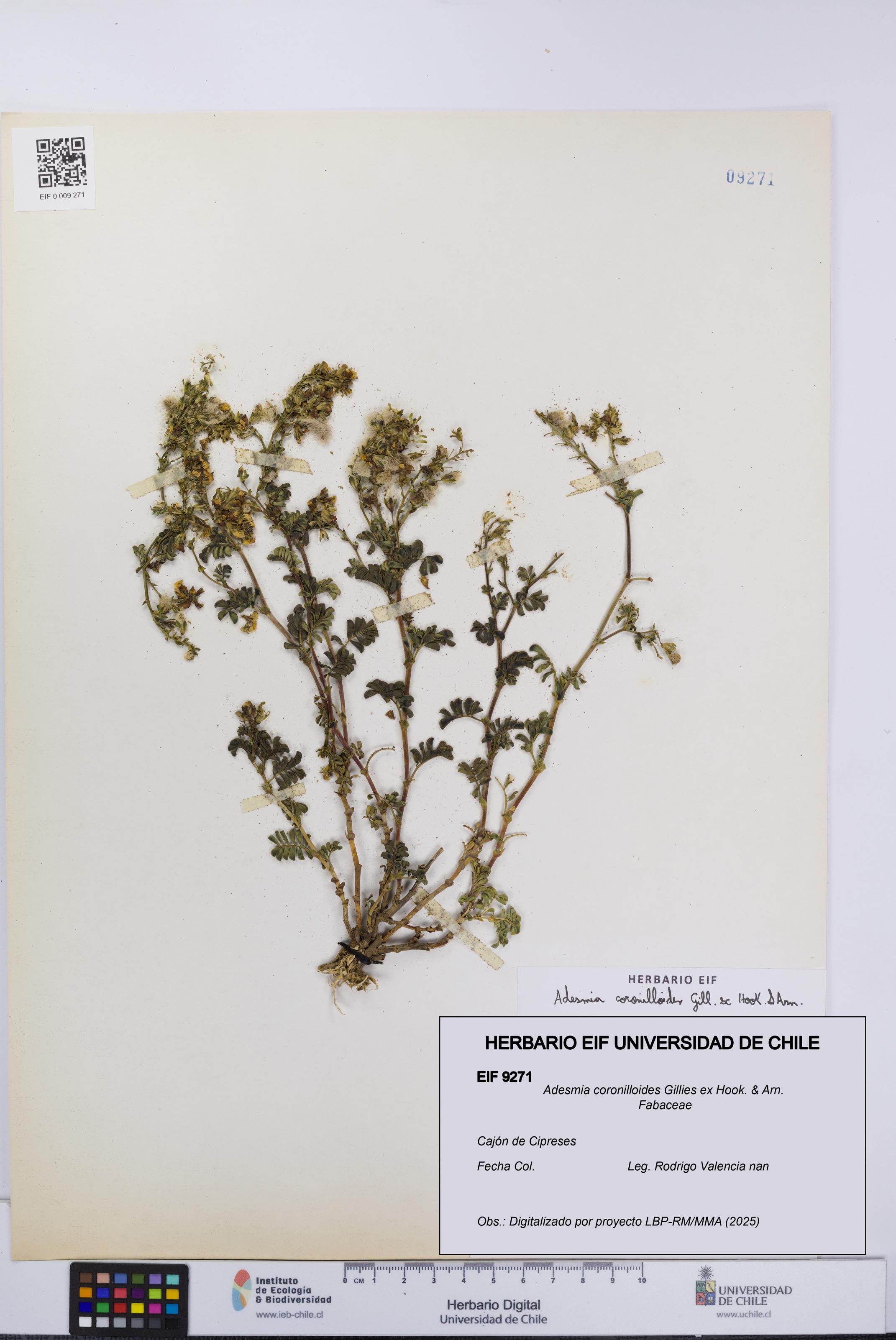 Adesmia coronilloides [Espécimen: UCH:EIF:0009271]