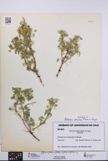 Adesmia gracilis [Espécimen: UCH:EIF:0009274]