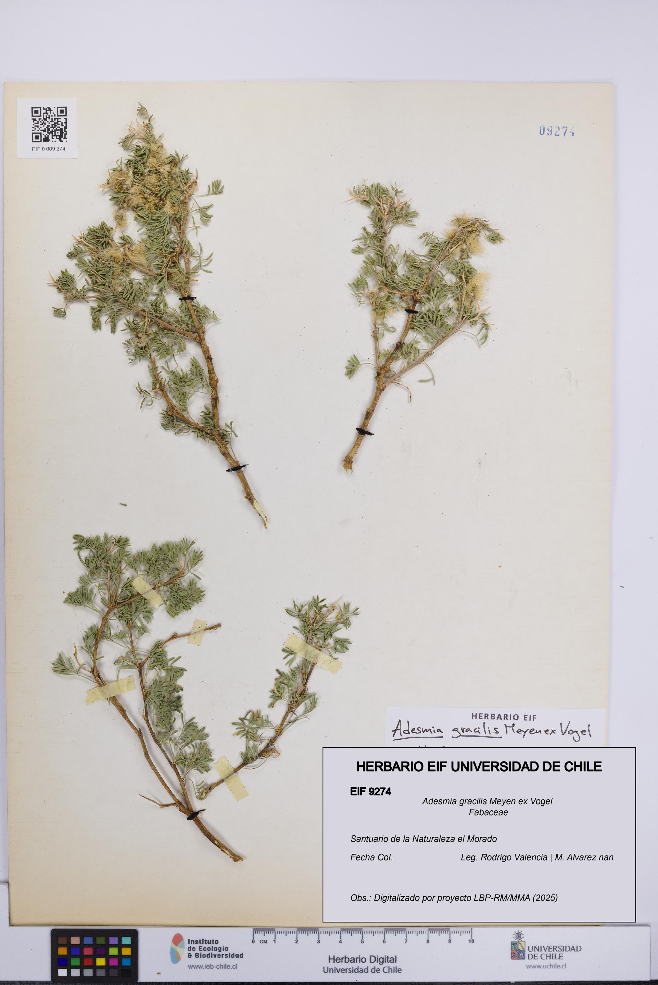 Adesmia gracilis [Espécimen: UCH:EIF:0009274]