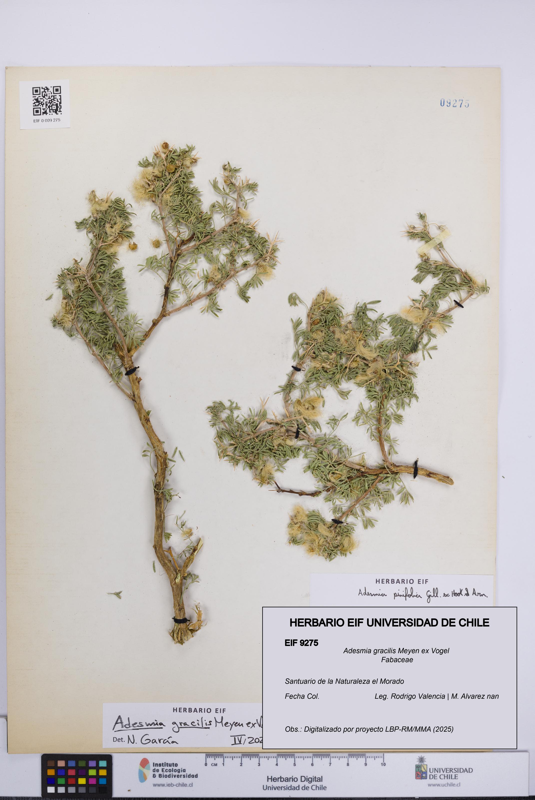 Adesmia gracilis [Espécimen: UCH:EIF:0009275]