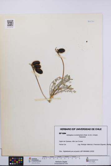 Astragalus cruckshanksii [Espécimen: UCH:EIF:0009284]