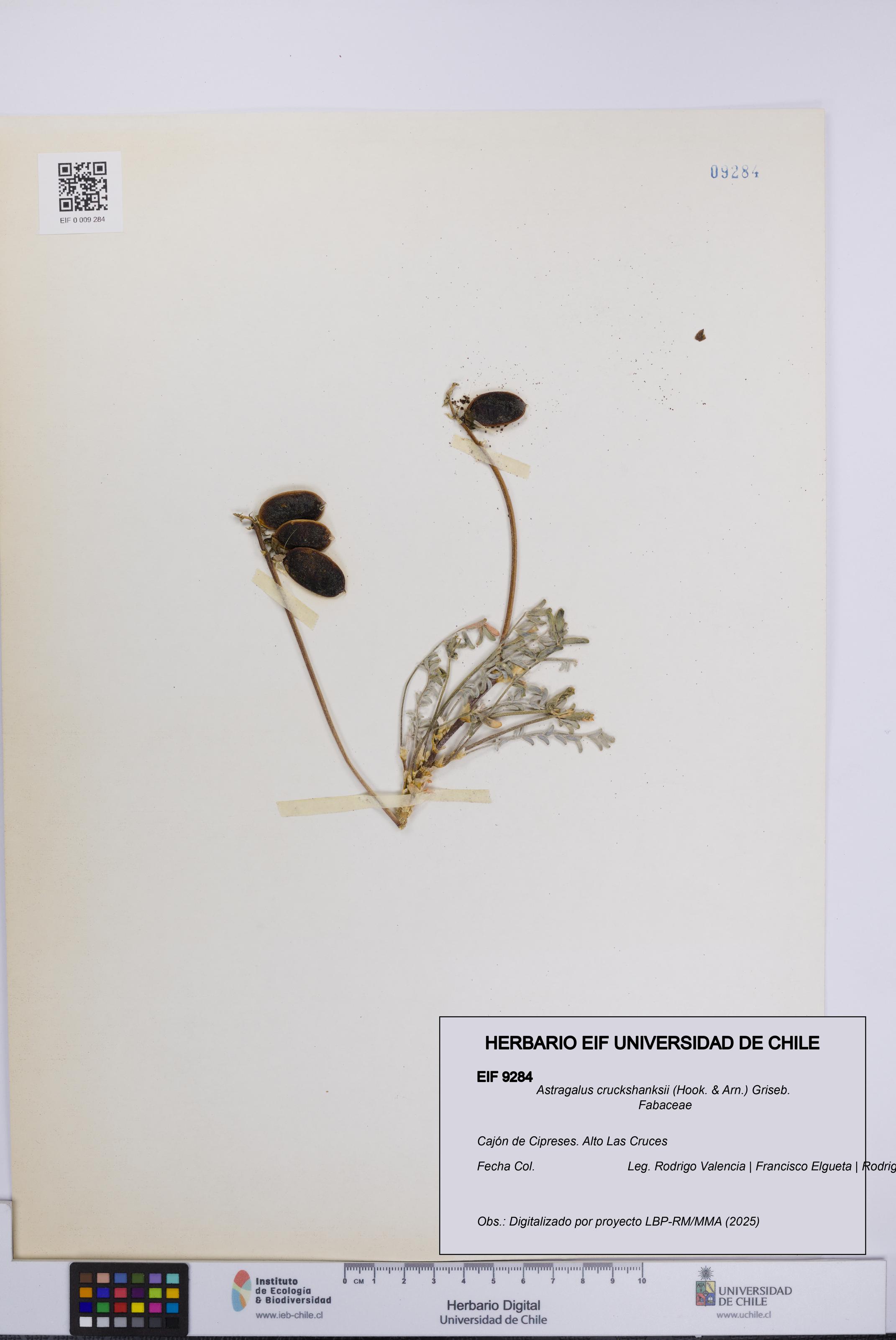 Astragalus cruckshanksii [Espécimen: UCH:EIF:0009284]