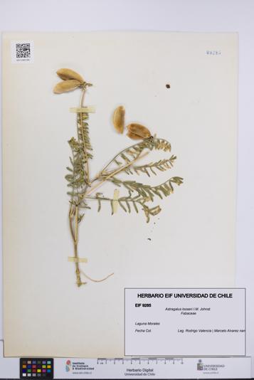 Astragalus looseri [Espécimen: UCH:EIF:0009285]