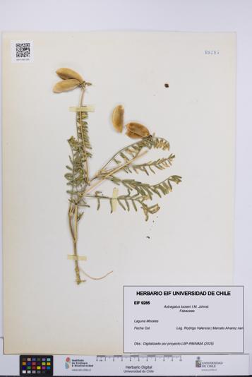 Astragalus looseri [Espécimen: UCH:EIF:0009285]