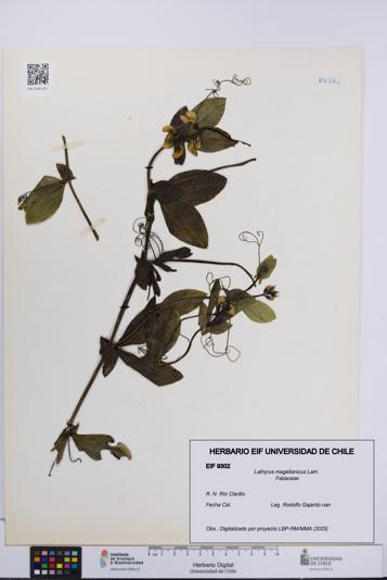 Lathyrus magellanicus [Espécimen: UCH:EIF:0009302]