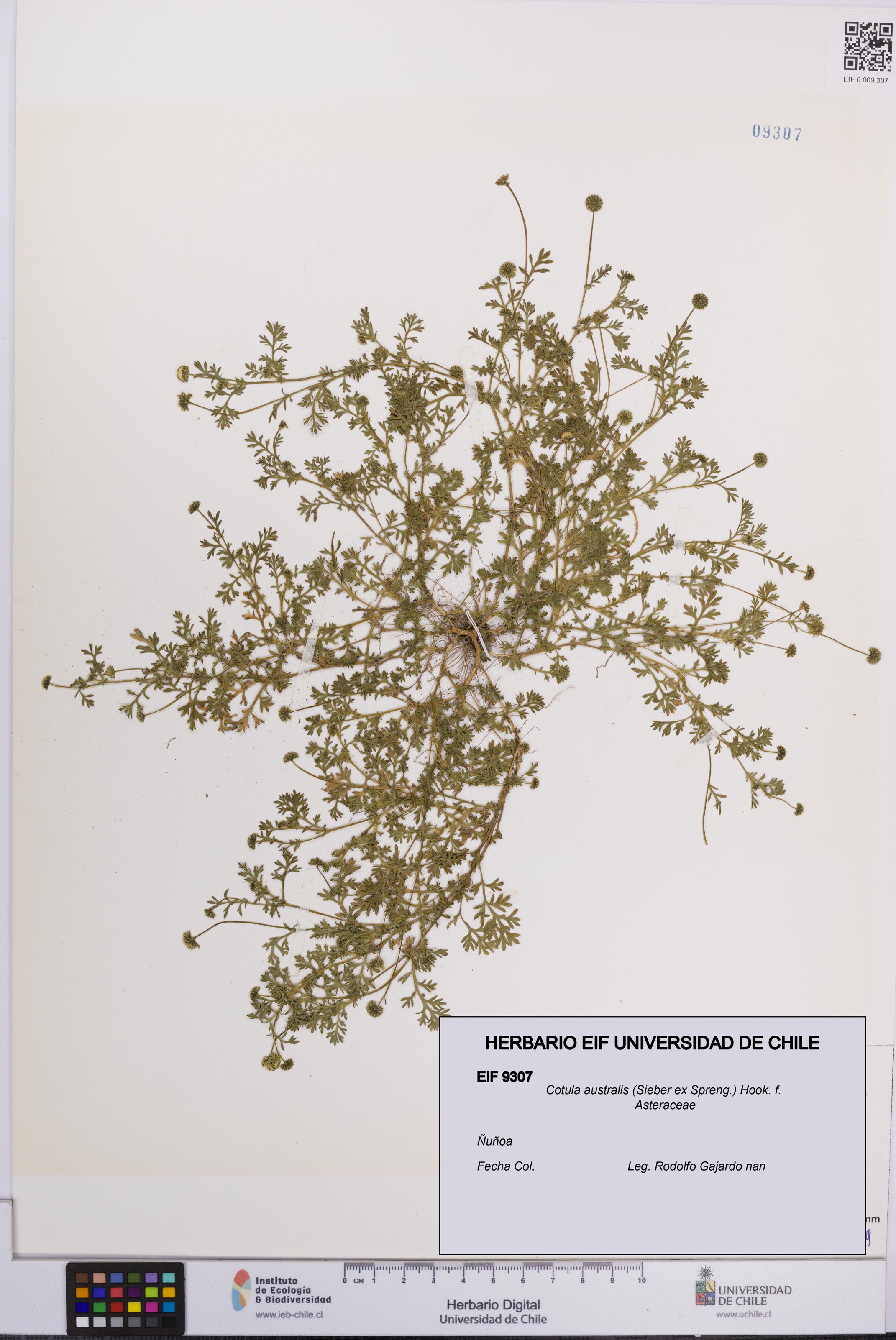 Cotula australis [Espécimen: UCH:EIF:0009307]