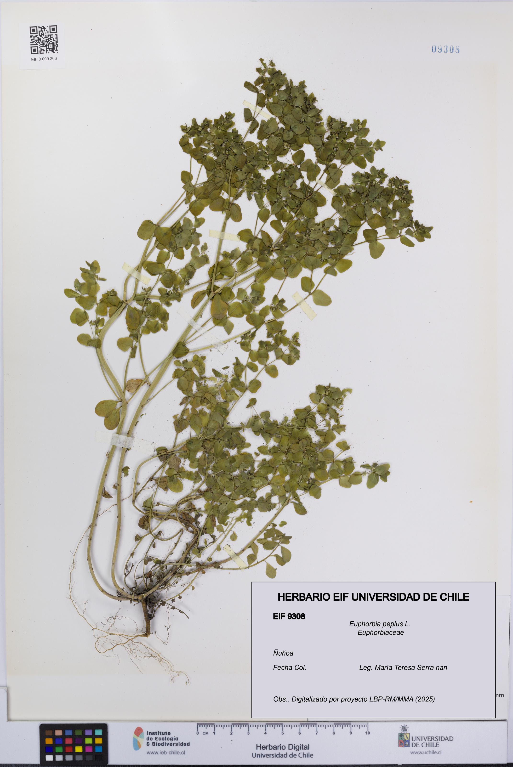 Euphorbia peplus [Espécimen: UCH:EIF:0009308]