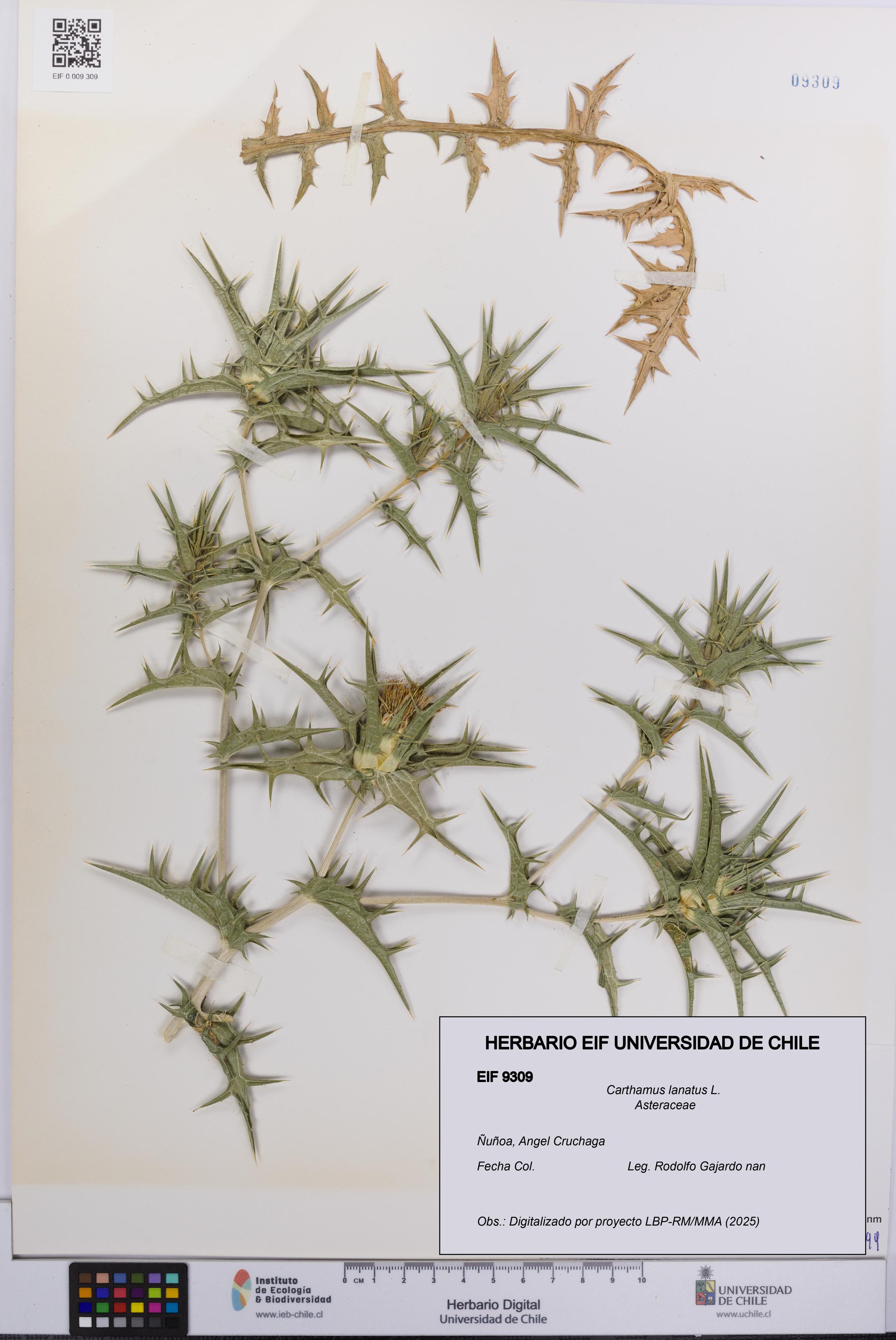 Carthamus lanatus [Espécimen: UCH:EIF:0009309]