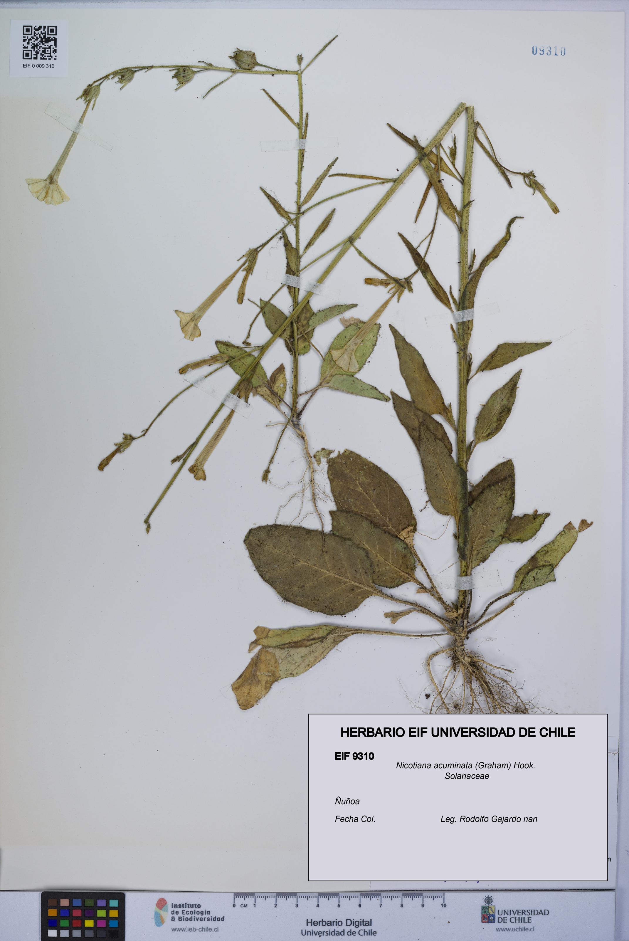Nicotiana acuminata [Espécimen: UCH:EIF:0009310]