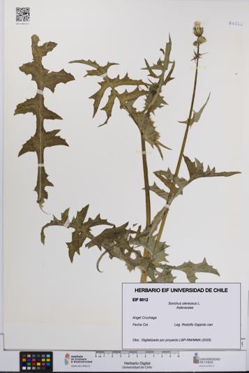 Sonchus oleraceus [Espécimen: UCH:EIF:0009312]