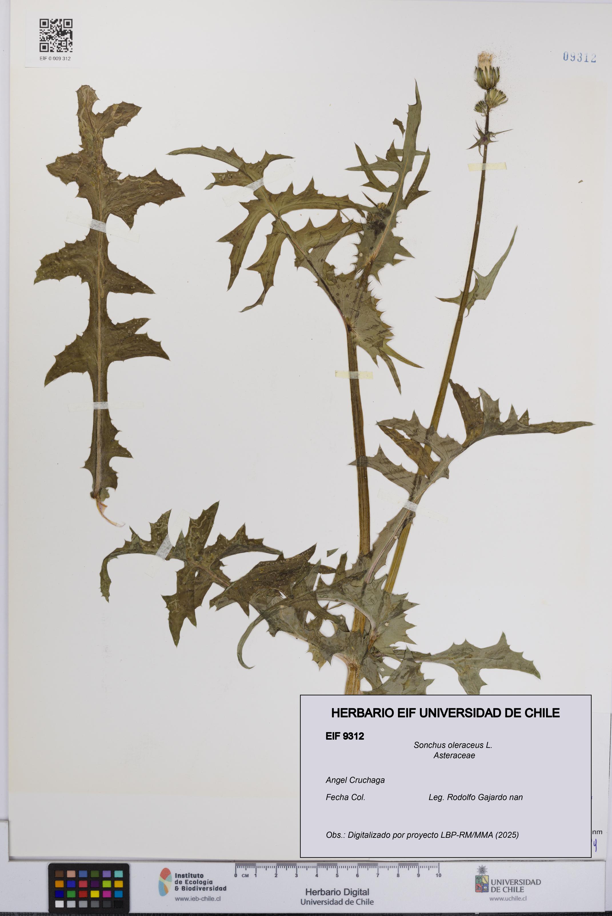 Sonchus oleraceus [Espécimen: UCH:EIF:0009312]