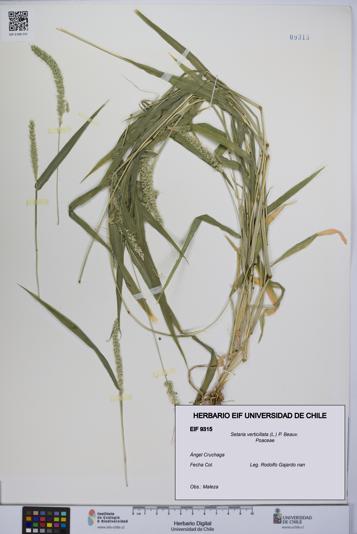Setaria verticillata [Espécimen: UCH:EIF:0009315]