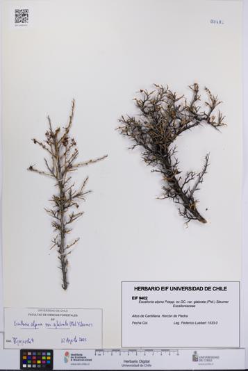 Escallonia alpina var. glabrata [Espécimen: UCH:EIF:0009402]