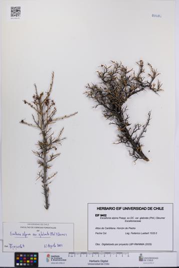 Escallonia alpina var. glabrata [Espécimen: UCH:EIF:0009402]