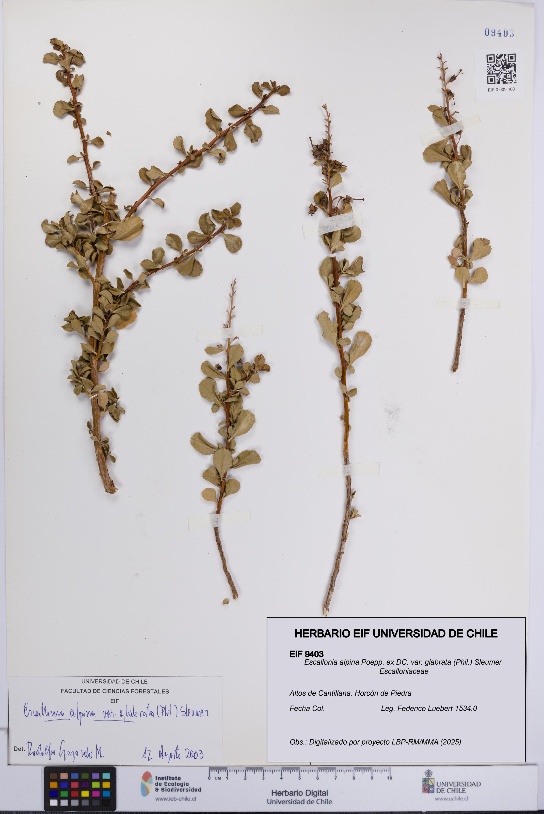 Escallonia alpina var. glabrata [Espécimen: UCH:EIF:0009403]