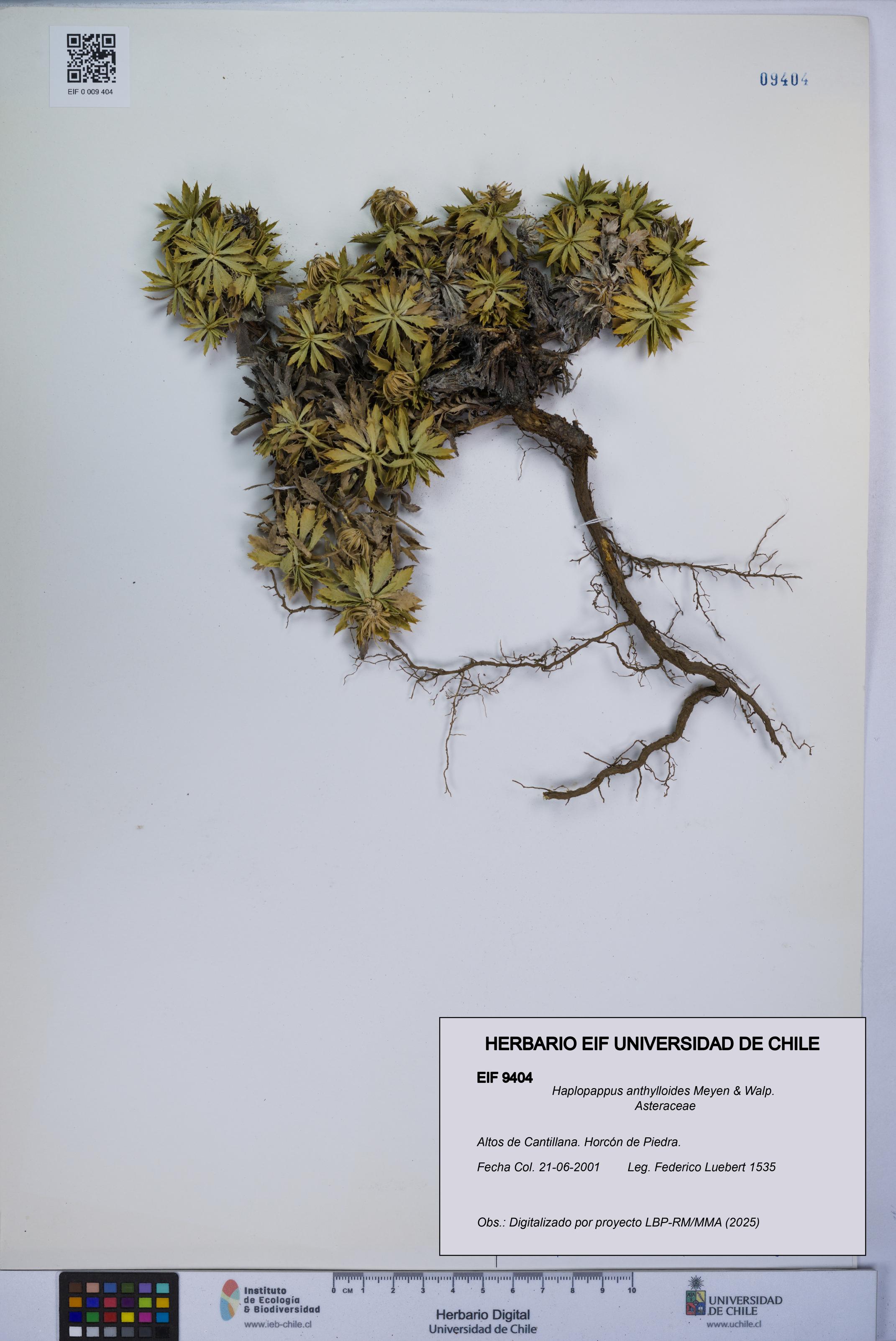 Haplopappus anthylloides [Espécimen: UCH:EIF:0009404]