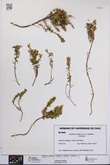 Gaultheria pumila [Espécimen: UCH:EIF:0009405]