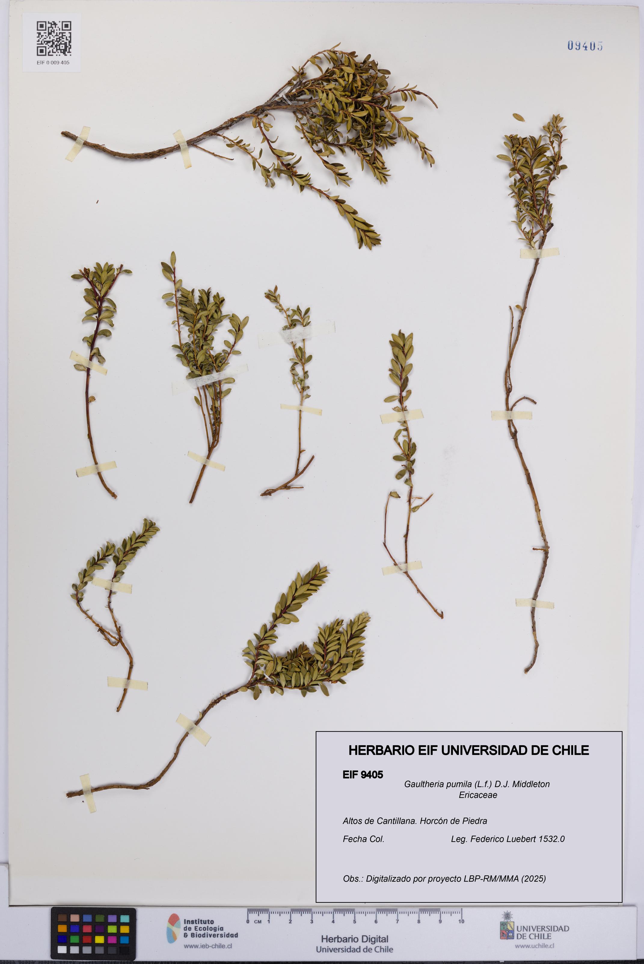 Gaultheria pumila [Espécimen: UCH:EIF:0009405]