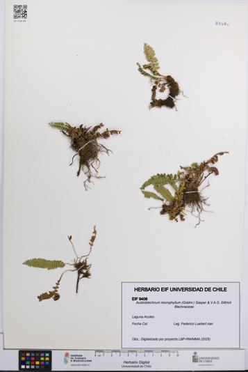 Austroblechnum microphyllum [Espécimen: UCH:EIF:0009406]