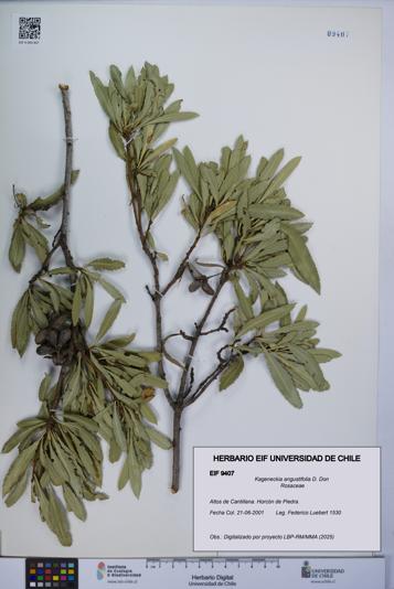 Kageneckia angustifolia [Espécimen: UCH:EIF:0009407]