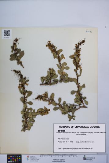 Escallonia alpina var. carmelitana [Espécimen: UCH:EIF:0009432]