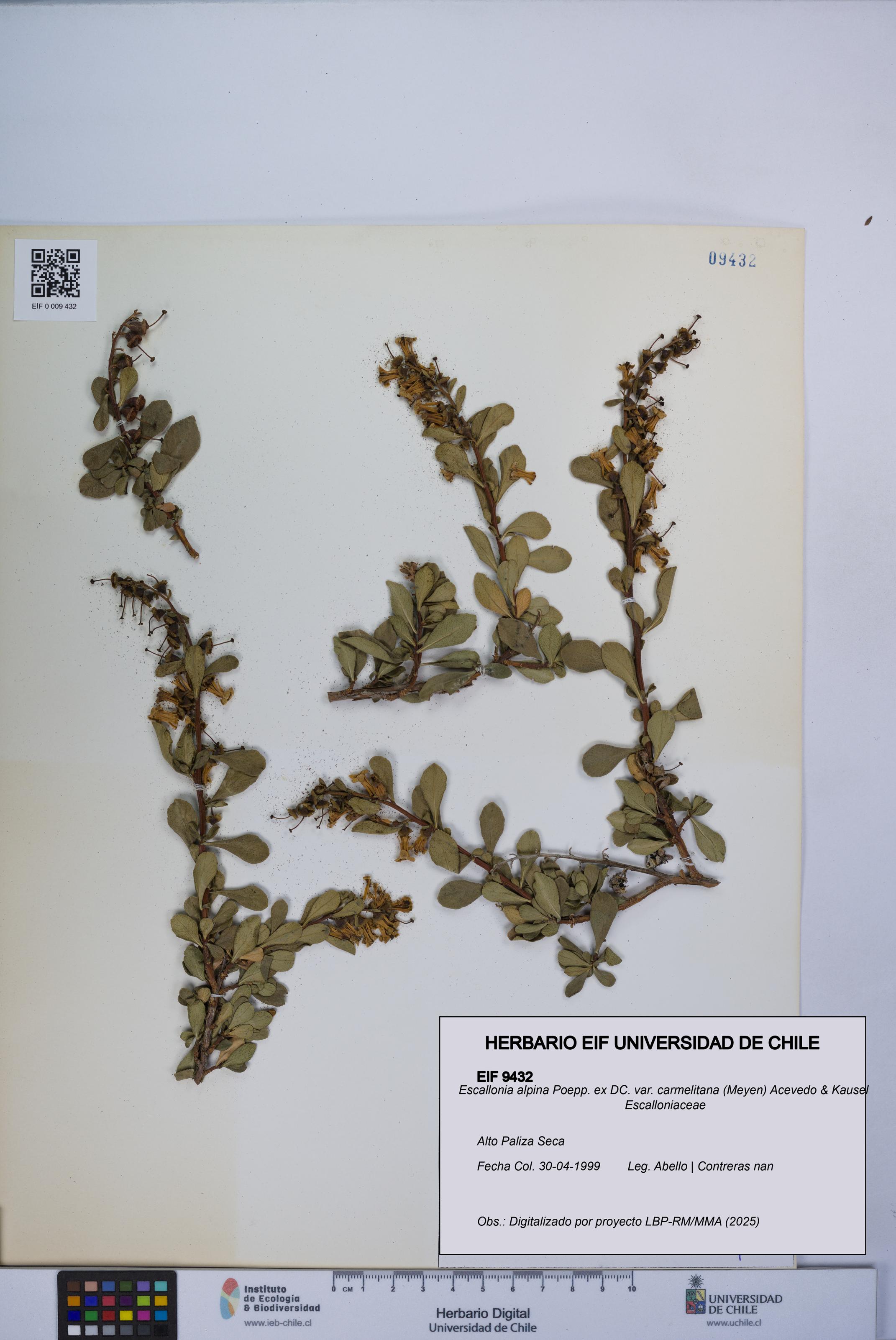 Escallonia alpina var. carmelitana [Espécimen: UCH:EIF:0009432]