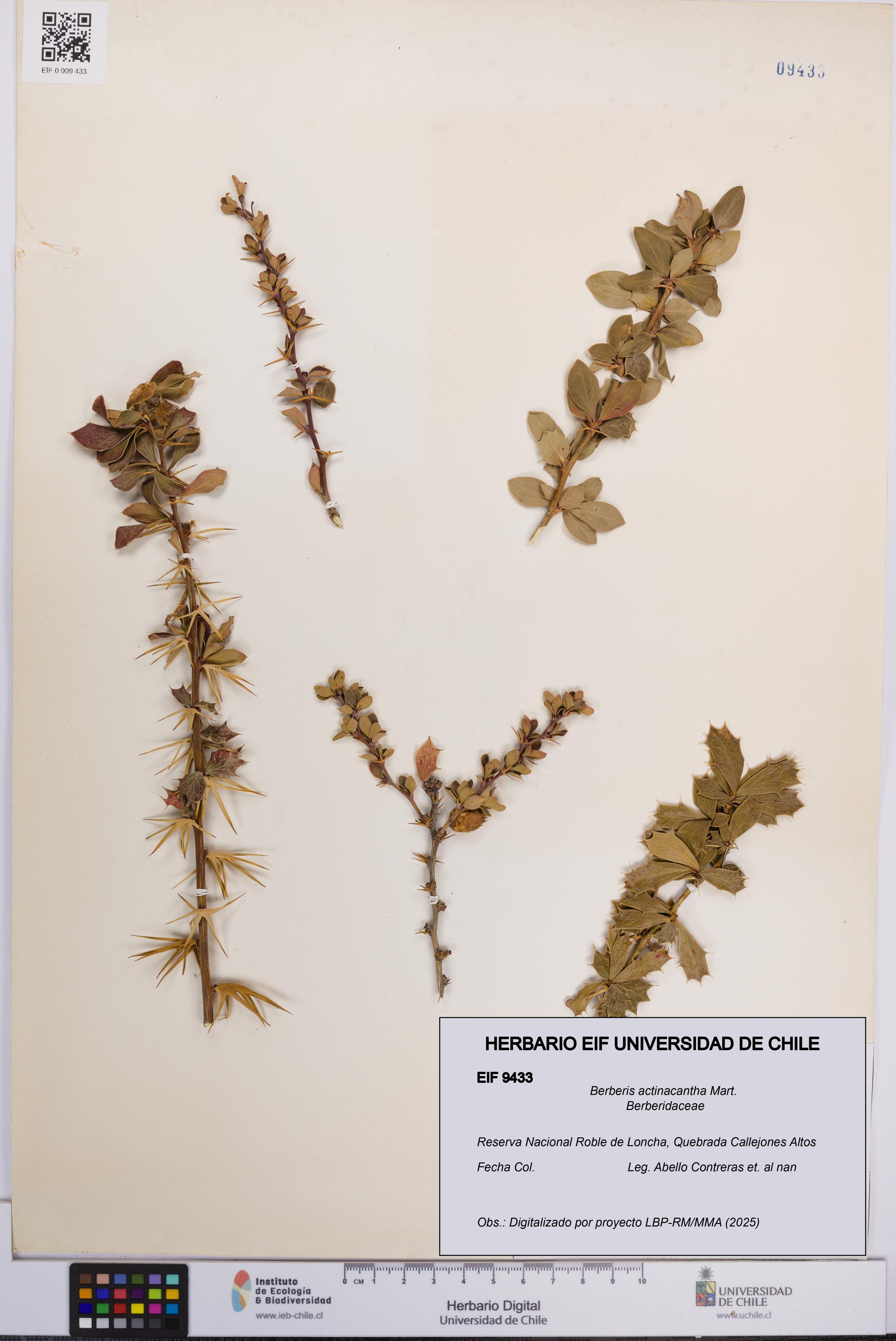 Berberis actinacantha [Espécimen: UCH:EIF:0009433]