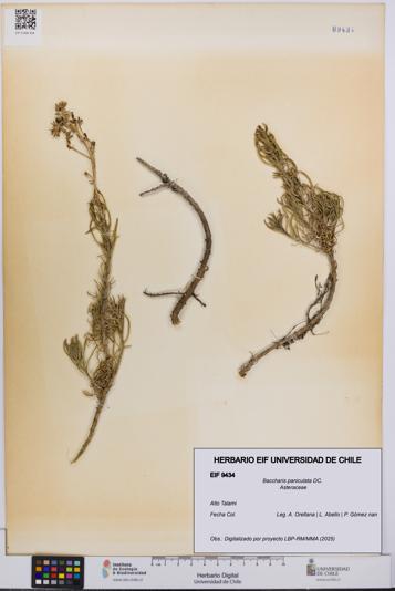 Baccharis paniculata [Espécimen: UCH:EIF:0009434]