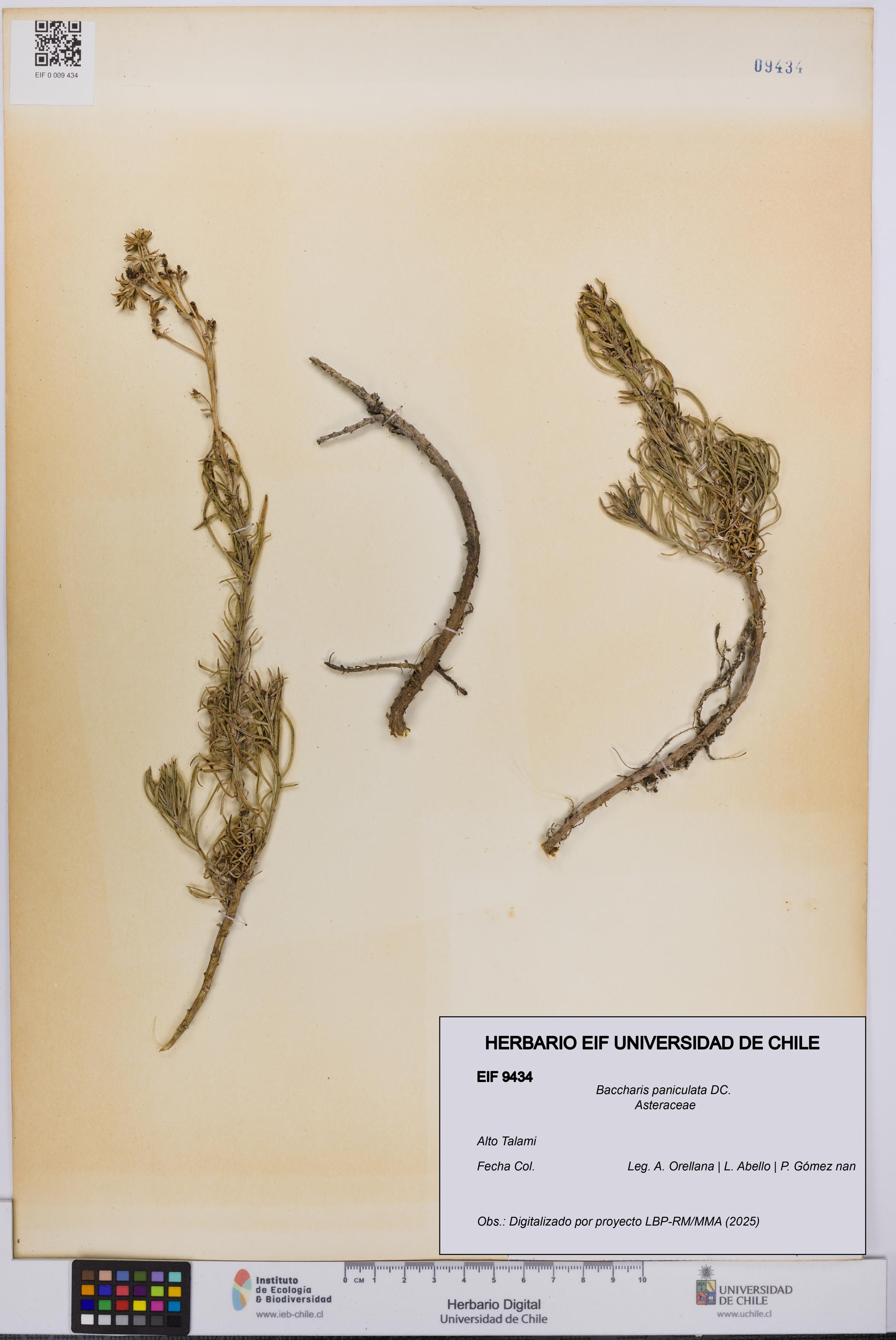 Baccharis paniculata [Espécimen: UCH:EIF:0009434]
