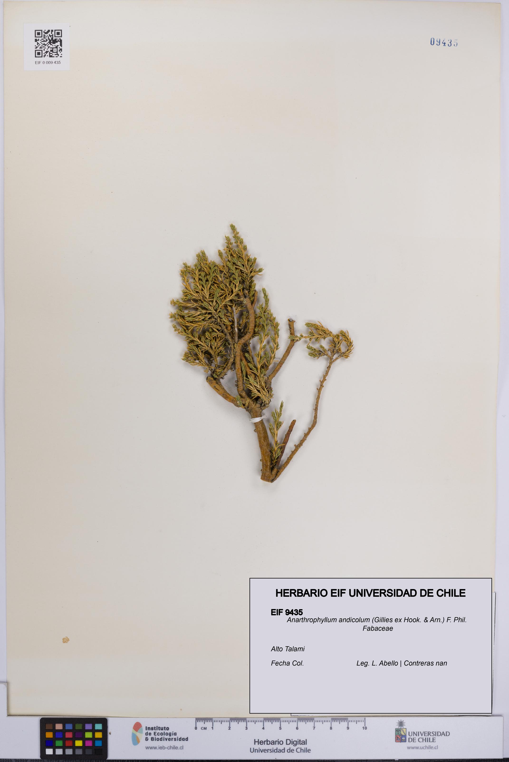 Anarthrophyllum andicolum [Espécimen: UCH:EIF:0009435]