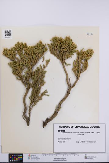 Anarthrophyllum andicolum [Espécimen: UCH:EIF:0009436]
