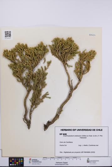 Anarthrophyllum andicolum [Espécimen: UCH:EIF:0009436]