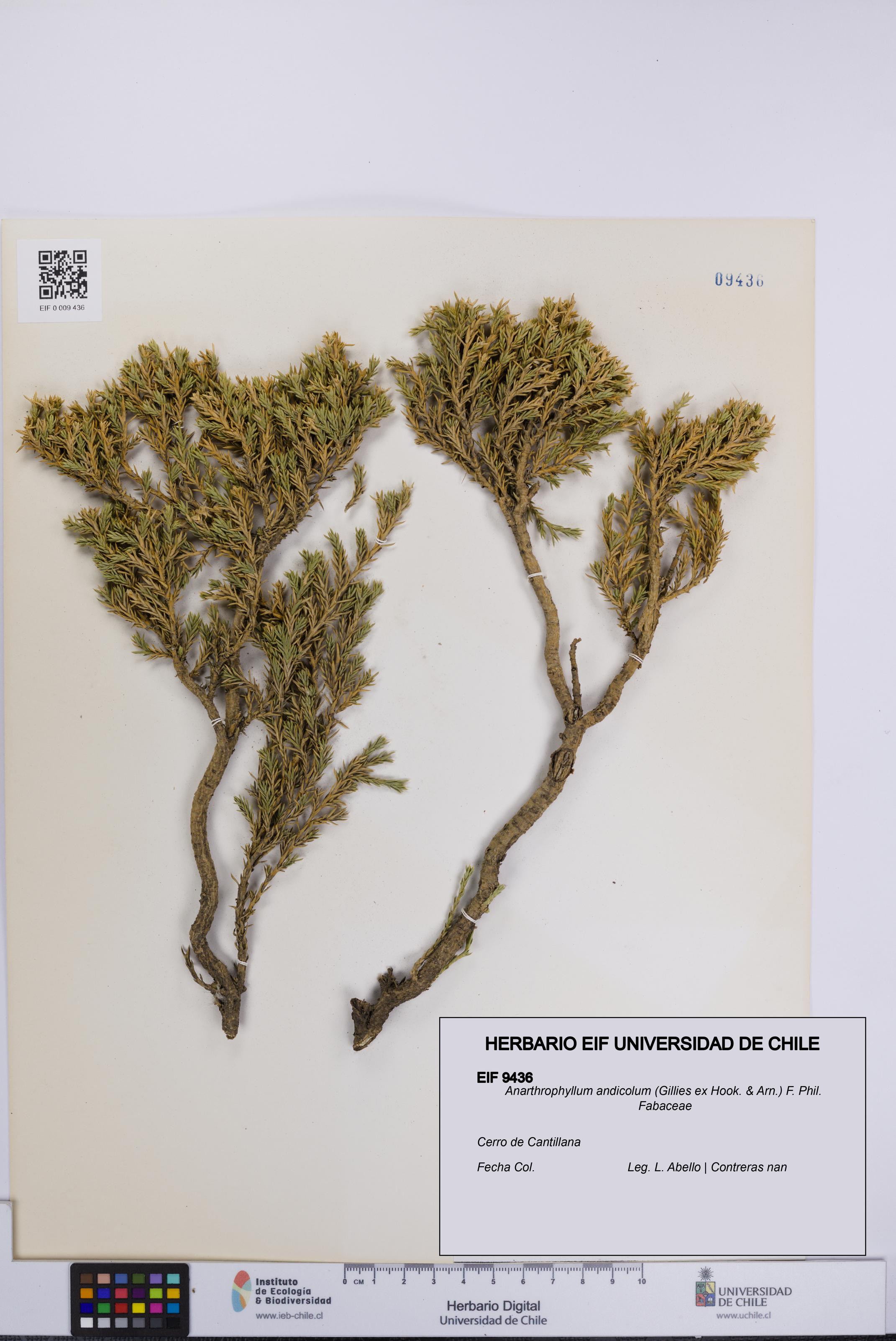 Anarthrophyllum andicolum [Espécimen: UCH:EIF:0009436]
