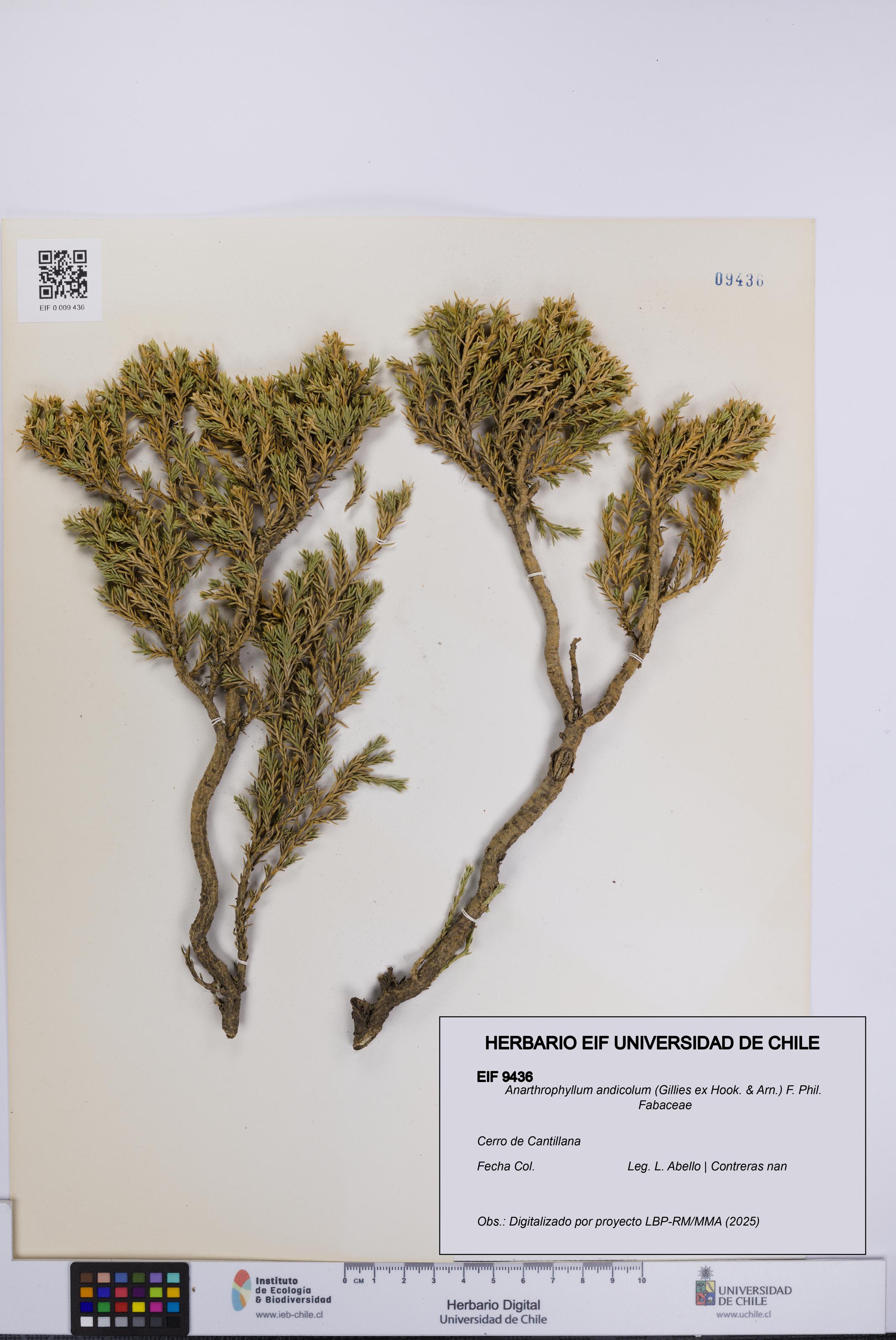 Anarthrophyllum andicolum [Espécimen: UCH:EIF:0009436]
