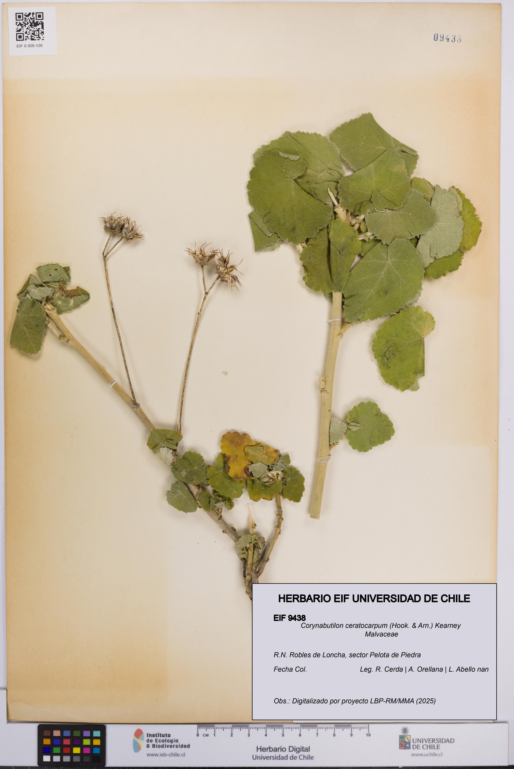 Corynabutilon ceratocarpum [Espécimen: UCH:EIF:0009438]