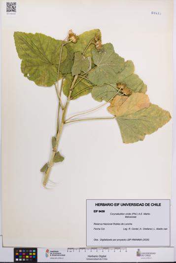 Corynabutilon viride [Espécimen: UCH:EIF:0009439]